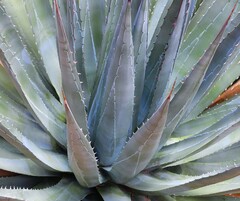 Agave utahensis kaibabensis