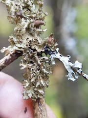 Tuckermanopsis orbata