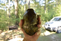 Sternotherus carinatus