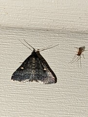 Tetanolita mynesalis