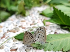 Pseudozizeeria maha okinawana