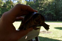Sternotherus carinatus