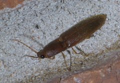 Athous cucullatus