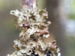 Tuckermanopsis orbata