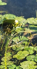 Nymphaea