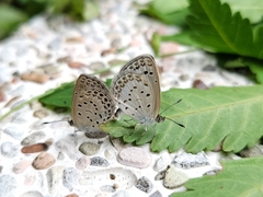 Pseudozizeeria maha okinawana