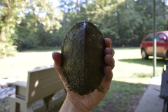 Sternotherus carinatus