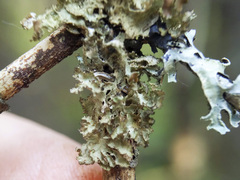 Tuckermanopsis orbata