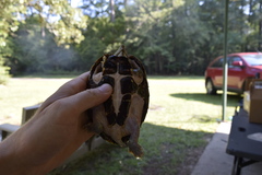 Sternotherus carinatus