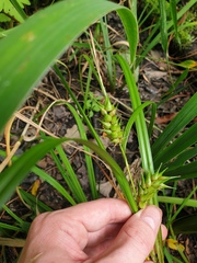 Carex lupulina