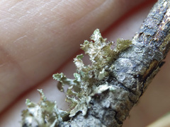 Tuckermanopsis orbata