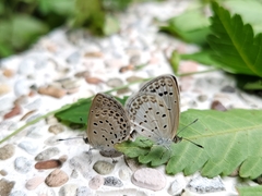 Pseudozizeeria maha okinawana
