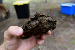 Macrochelys temminckii