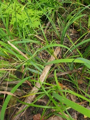 Carex lupulina