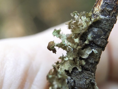 Tuckermanopsis orbata