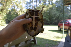 Sternotherus carinatus