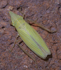 Draeculacephala