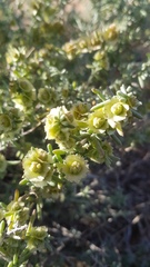 Maireana platycarpa