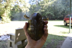 Sternotherus carinatus
