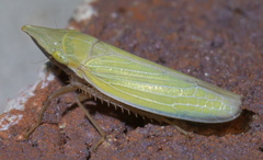 Draeculacephala