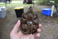 Macrochelys temminckii