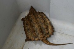 Macrochelys temminckii