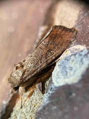 Spodoptera frugiperda