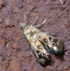 Tebenna gnaphaliella