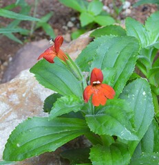 Erythranthe verbenacea