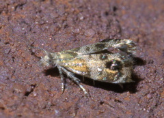 Tebenna gnaphaliella