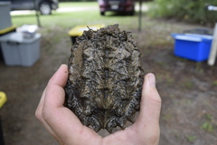 Macrochelys temminckii