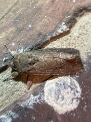 Spodoptera frugiperda