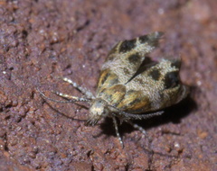 Tebenna gnaphaliella