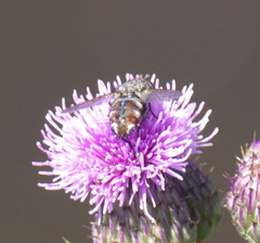 Tachinidae