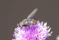 Tachinidae