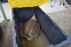 Macrochelys temminckii