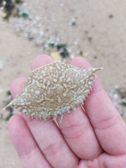 Portunidae