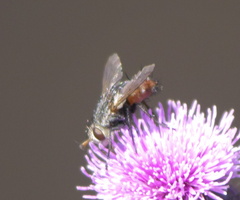 Tachinidae