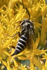 Coelioxys octodentatus