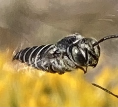 Coelioxys octodentatus