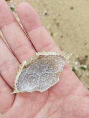 Portunidae