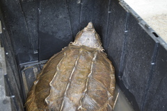 Macrochelys temminckii