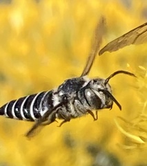 Coelioxys octodentatus