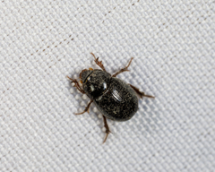 Hybosorus illigeri