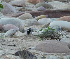 Amphispiza bilineata