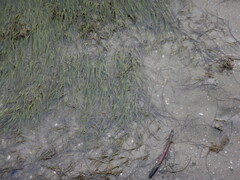 Zostera