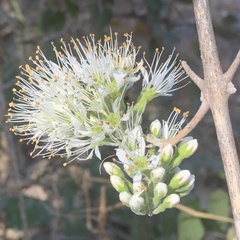 Combretum mossambicense
