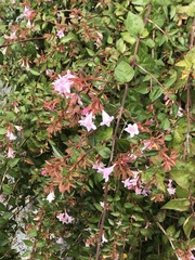 Abelia