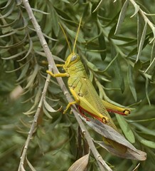 Schistocerca shoshone