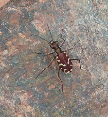 Cicindela haemorrhagica